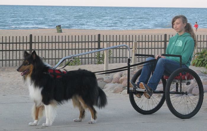 Example of one kind of cart that works well for dog carting displacing weight away from the dog's spine.
