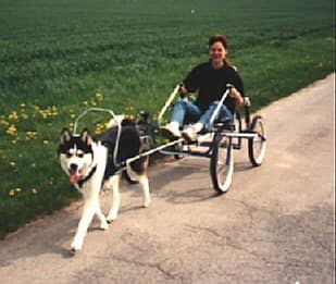 This is the ultimate dog carting experience as the sacco cart is great for all terrain and incredibly stable.