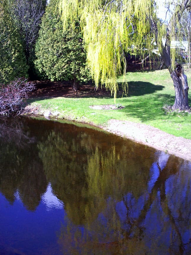 Notice the way the light makes some of the leaves on this weeping willow appear a bright yellow- almost white, while the other leaves are a bit darker. The trunk of this weeping willow is more exposed than the trunk of the tree in the previous photo.