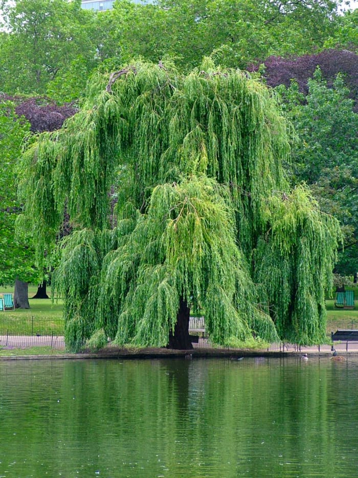 Notice the trunk in this photo is almost completely obscured by the drooping leaves. The mop heads or clusters of leaves each have form which should be indicated in your painting with volume, light and shadow.