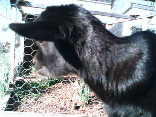 Because many farm animals eat grass, I used diatomaceous earth in the yard instead of Sevin dust in animal habitats.