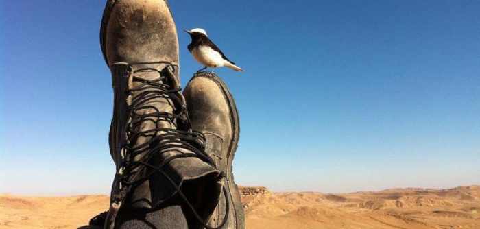 Bird on Israeli Soldier's Boot