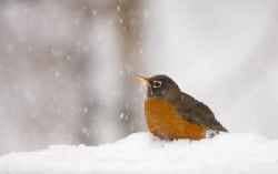 Download 50 Winter Poems for Adults and Kids - HubPages