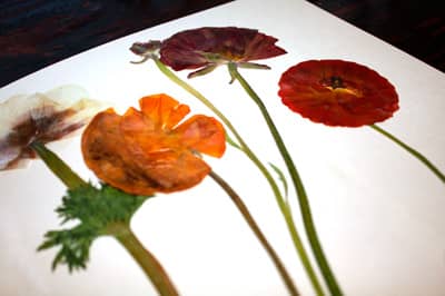 Forget having your flowers marked by newsprint or creased with old cardboard - a microwave flower press is custom-designed to efficiently remove moisture through air holes during drying.