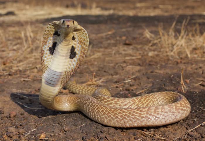 17 Species of Elapids - Amazing Snakes - HubPages