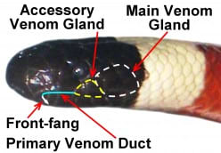 This picture was taken from another great hub. It shows a close up of the Arizona Coral Snake with labels.