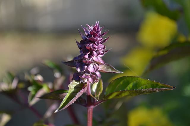 Basil blooms can be white or purple- you must pinch them off if you want your plant to continue growing.