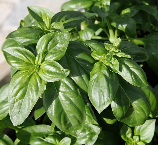 The scent of basil-- just close your eyes and open your mind and imagine you can smell the goodness.