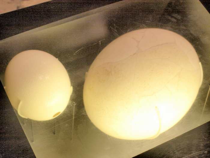 An ostrich egg beside an elephant birds egg