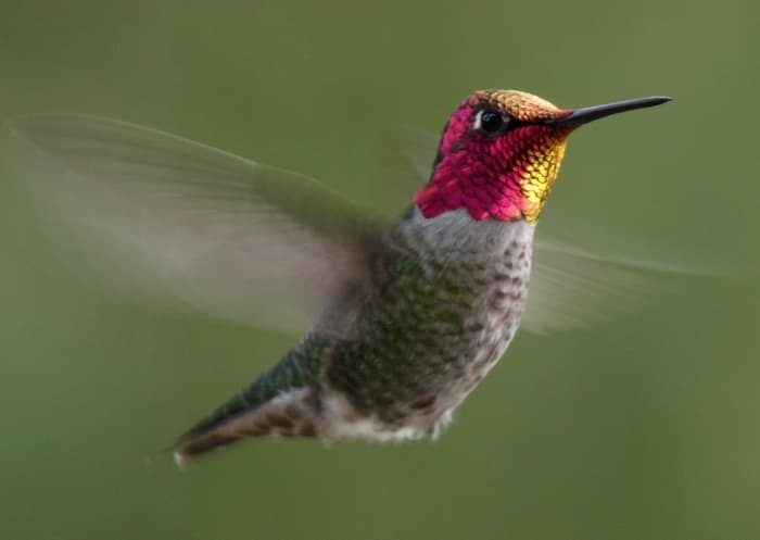 Humming birds have one of the smallest eggs