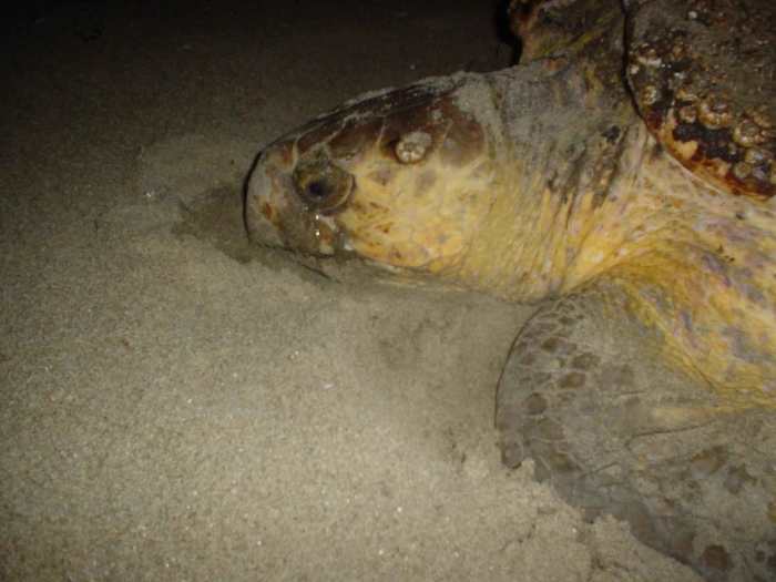 Loggerhead turtle laying its eggs on a beach