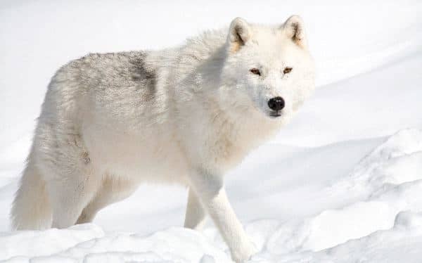 Unique and Rare, Endangered Dog Species - HubPages