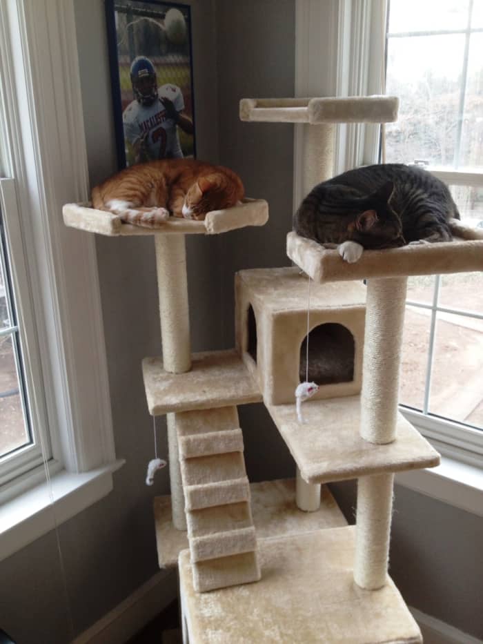 7 Best Cat Towers and Cat Houses Reviewed - HubPages