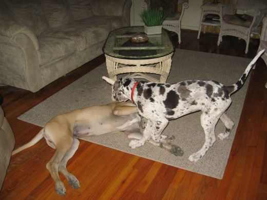 Hamlet and Grendel as puppies. Grendel is three months old, and Hamlet is five months old here.