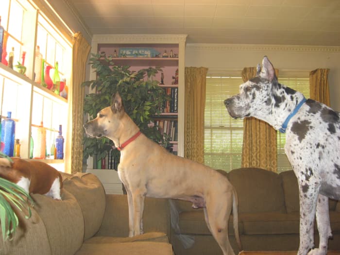If your Great Dane pup is healthy and fed correctly, it'll reach its full size, eventually. Be patient!