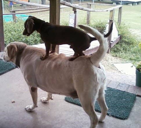 This 20 year old photo is of our rescue matriarch welcoming our newest rescue addition.