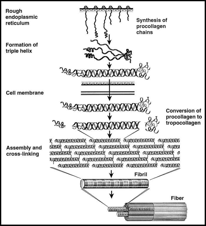 The Structure and Function of Collagen Owlcation
