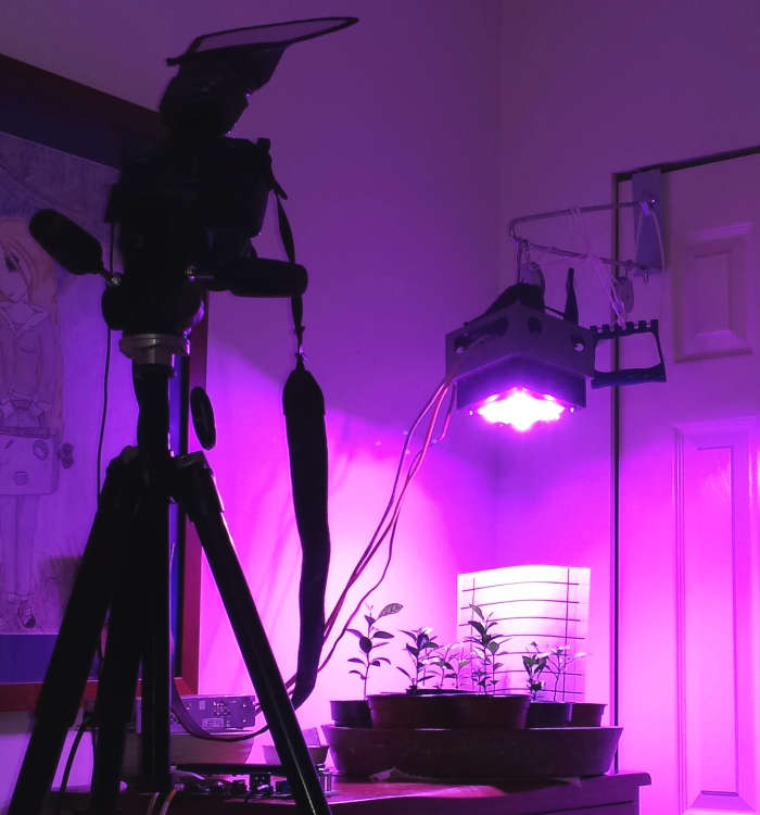 The camera is my aging Canon T1i mounted on a Manfrotto 290 Series Tripod with a white defuser on the flash unit.