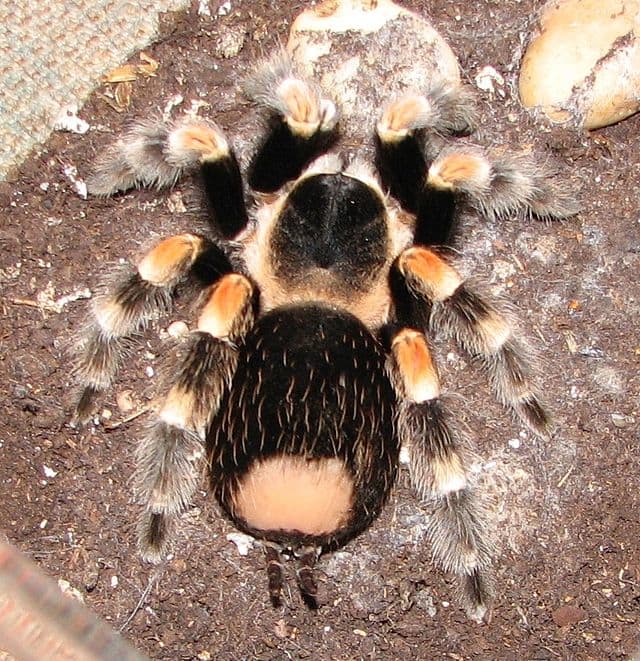 Bald area is where the tarantula has "flung" its spiny, needle-like hairs at a predator.