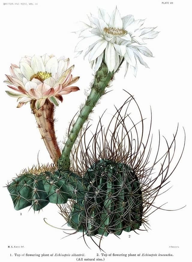 "The Cactaceae Vol III, plate VII filtered" by Mary Emily Eaton (1873-1961)Daniel Schweich for the filtred image. - From The Cactaceae (1919-1923) by Britton et Rose, Vol. III.Filtred images available from http://www.cactuspro.com/biblio/en:britton_e