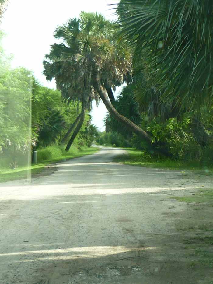 Palm Trees of the Rio Grande Valley HubPages