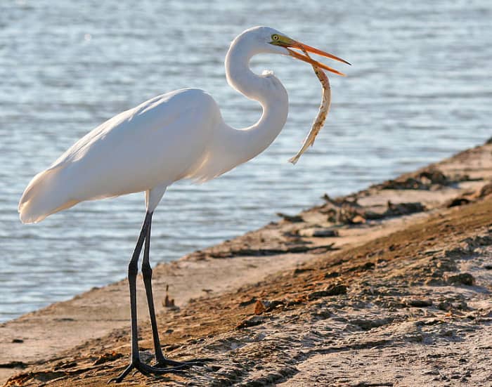 The Great White Egret - Interesting Facts And Information - HubPages