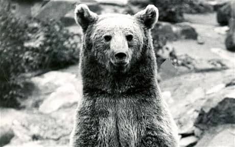 Wojtek (pron. 'Voytek') the 'Artillery Bear' that carried ammunition for the Polish artillerymen in the Italian campaign