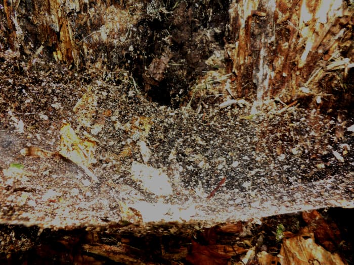 Loki, Lopt or however you see Him, has many titles. Sky Walker, Spider, Closer, and many others. Yeah, I found sweetie a spider's web.