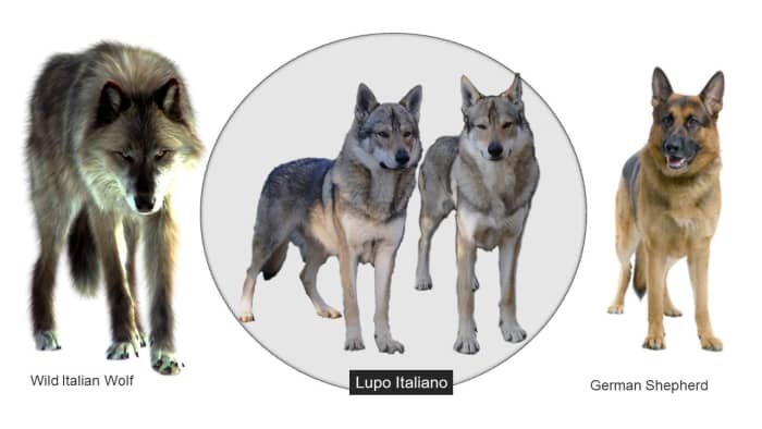 7 Dog Breeds Developed From the German Shepherd's Bloodline - HubPages