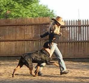 Behavior chains also formed in canine sports: my Rottweiler Kaiser was trained to heel and then spin in circles as part of a canine musical freestyle performance.
