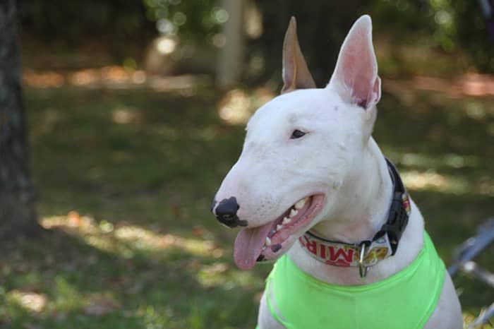 The most refined subtype: The graceful and slender lines of this dog place it under the Dalmatian subtype.