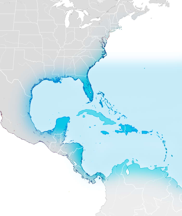 These shells can be found in the subtropical-tropical regions of the U.S. Atlantic, Gulf of Mexico, Caribbean, and South American coasts.