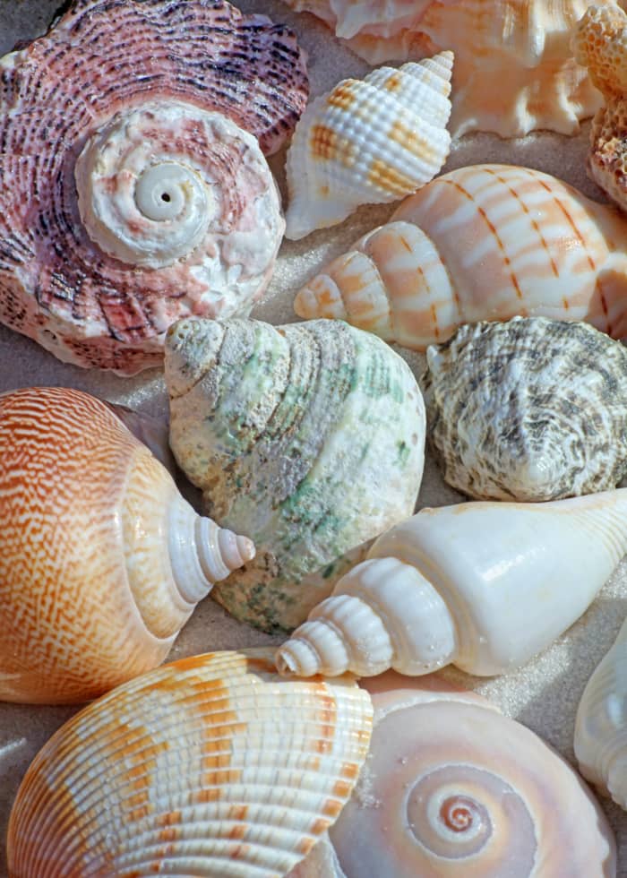 Learn how to identify the seashells of the U.S. Atlantic, Gulf of Mexico, Caribbean, and Indo-Pacific coasts.