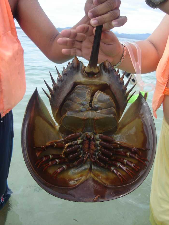 The Medicinal Value of the Horseshoe Crab! HubPages