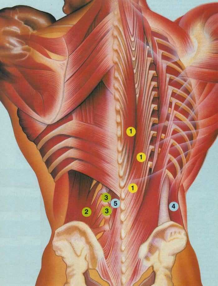 Extensors: 1) Erector Spinae Group; Lateral Flexors: 2) Quadratus Lumborum, 3) Intertransversarii; Rotators: 4) External Obliques, 5) Multifidus