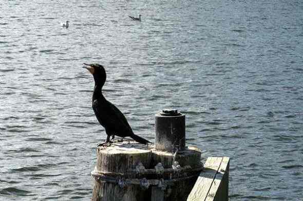 Cormorant - At first you may think it's an anhinga, as it looks and behaves very similar to those. Note that the cormorant has a curved beak and swims more on the surface of the water. Its neck is not as snakelike.