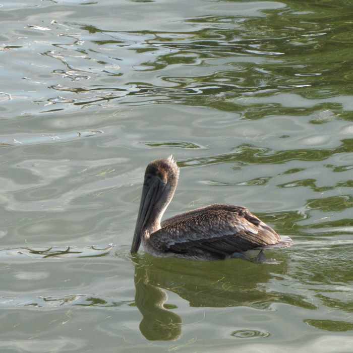 Brown pelican. The large pouch isn't always visible when the beak is held like this.
