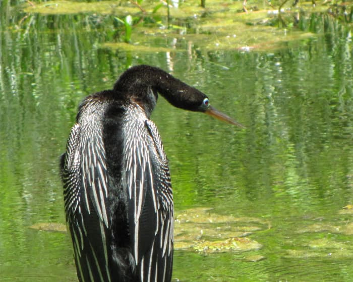 Anhinga with breeding plumage. Note the blue ring around its eye that it gets at this time.
