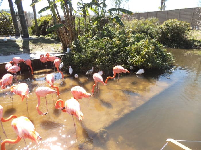 You don't usually see these in Central Florida, but this batch are living happily in Gatorland in Kissimmee. Note the very flexible necks, the long spindly legs, the black tip on the bulky beak.