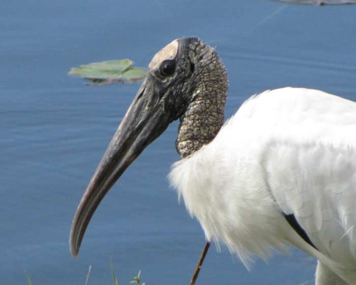 Wood stork - large white bird with black bare head & heavy beak. Black on wing tips when flying. Flies with head extended.