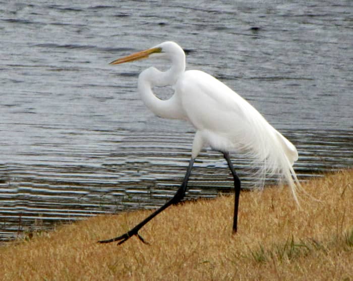 Great Egret - Look for an all white bird with black legs and a yellow bill. It flies with the neck drawn up.