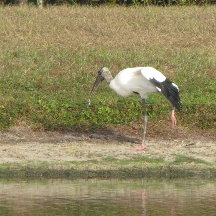 The dark wing tips are visible when they fly or stretch out the wing like this one is doing.