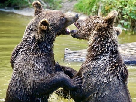 25 Bear Idioms and Phrases Explained - Owlcation