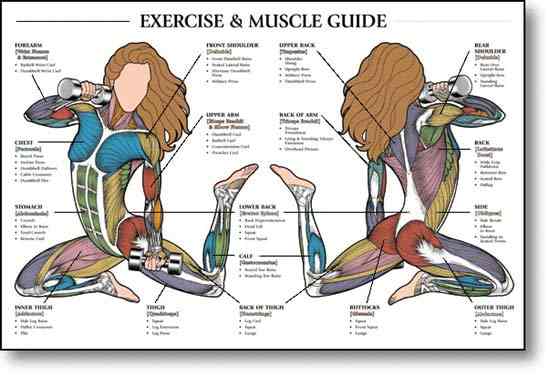 Female anatomy of muscles with muscles color coded in blue green purple - artistic drawing