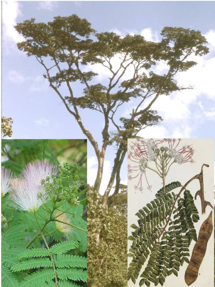 Mukurwe Tree (Albizia gummifera Mimosaceae). Gikuyu would make important rulings, under this tree, that could impact the entire Kikuyu people. Image Credit Worldbotanical/prota4u.org/wikimedia Commons