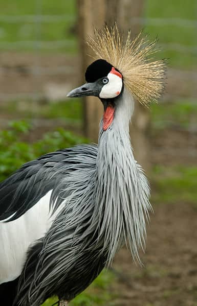 NyagaThanga is the crown bird? Crown birds are found in Congo through Uganda and Kenya, and into Tanzania to South Africa. Image Credit: Jepsen via Wikimedia Commons