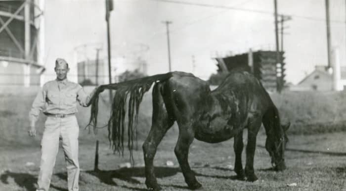 An unmarked picture showing a man in uniform holding the tail of a grazing horse. I would estimate this picture to date from the 1930s. Can anyone identify the uniform?