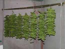 You break the ends off green beans and then break them in half. You string the green beans on thread using a needle and hang them up to dry like in the photo above.