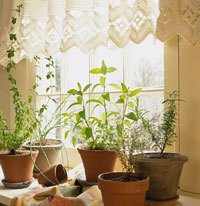 You can easily grow a great indoor herb garden in front of a south facing window.