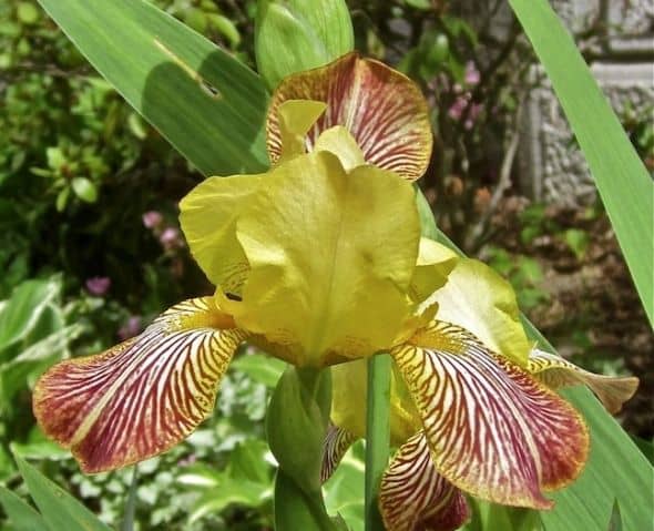 Iris Mexicana is a bearded iris with a lovely but smaller bloom. This vivacious bicolor features medium yellow standards and falls in shades of red marked with white. Height ranges from 20 inches to two feet tall.